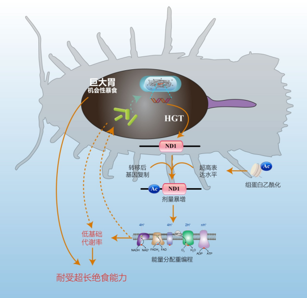 U020260606777795294702.jpg